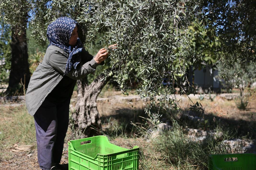 Rekolte Yüzde 30 Düştü, Zeytinyağı Fiyatı Ne Olacak? 3
